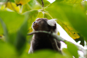 Star tamarin (mico-estrela, Callithrix penicillata)