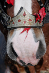 cavallo, animale, testa, marrone, ritratto, fattoria, stallone, cavaliere, natura, briglia,...