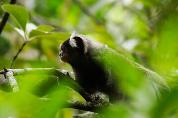 Star tamarin (mico-estrela, Callithrix penicillata)