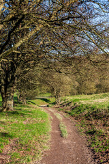 A pathway in the South Downs with bare trees alongside