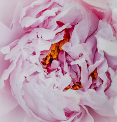 Soft Pink Peony with Yellow Stamen Showing