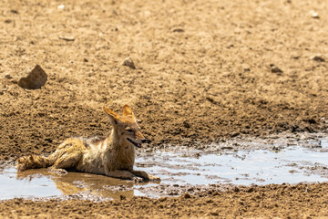 Fototapeta premium Black-backed Jackal in the Kgalagadi