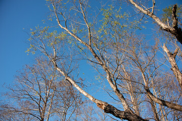 tree in the winter