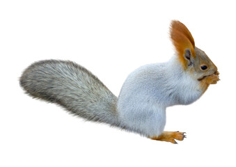 Red cute squirrel with long ears on white
