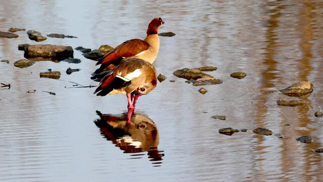Egyptian Goose (Alopochen aegyptiaca) at the River Neckar, Heilbronn, Germany