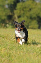 Mini Australian Shepherd
