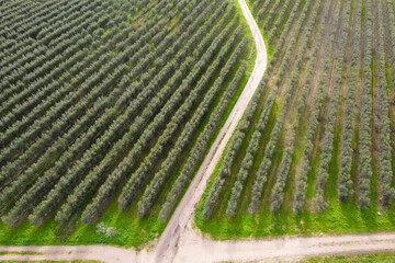 Piantagione intensiva di ulivi, agricoltura biodinamica in puglia, italia