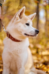 Akita inu dog with beautiful white fluffy fur is resting in autumn park near walking path, outdoor portrait. animals, pet, dogs concept