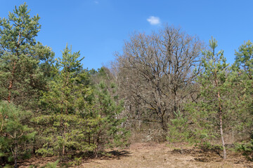 Chanfroy plain in fontainebleau forest