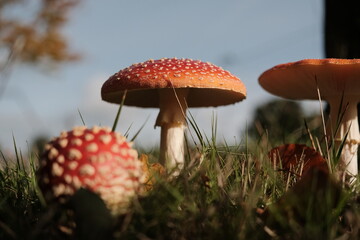 Fliegenpilz bei herbstlicher Lichtstimmung