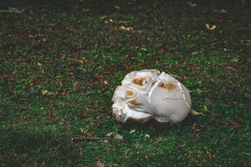 Calvatia gigantea, commonly known as the giant puffball, is a puffball mushroom commonly found in meadows, fields, and deciduous forests usually in late summer and autumn. Old cracked specimen
