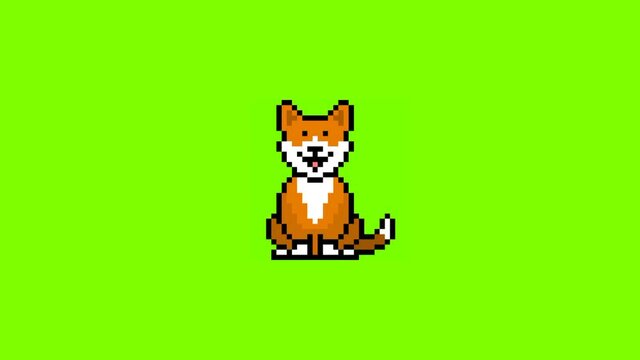 Cute corgi dog pixel art on green screen animation