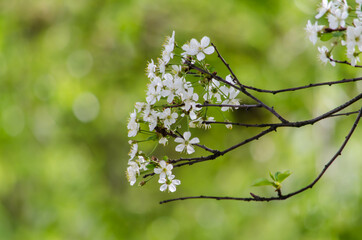 blooming apple branch on a sunny day on a green background