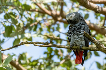 Wild African Grey parrot (Psittacus erithacus), perched on the tree branch, Entebbe, Lake Victoria, Uganda