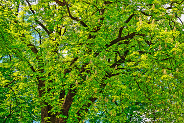 Chestnuts Tree