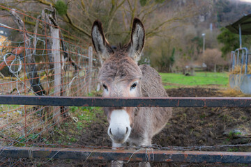 Donkey in a stable. Very affectionate animal. donkey in the zoo