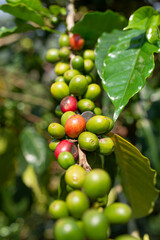Coffee fruit in the trees, known as drupe. Jardin, Antioquia, Colombia.