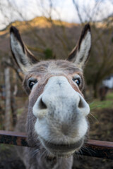 Donkey in a stable. Very affectionate animal. donkey in the zoo