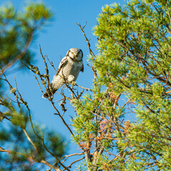 hawk owl large on a tree, Surnia