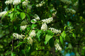 blooming white flowers on a branch on a sunny day on a green background