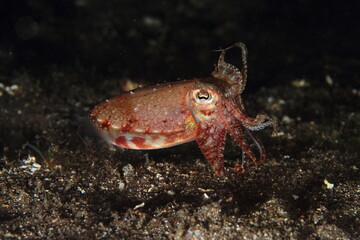 Cuttlefish behaviour on the sandy bottom of the night