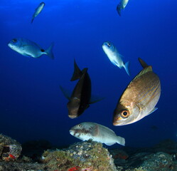  fishes swimming in the blue sea