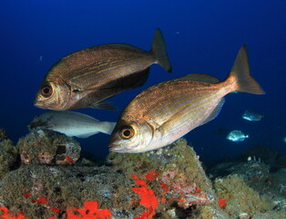  fishes swimming in the blue sea