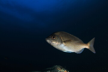 Silver fish swimming in the blue sea