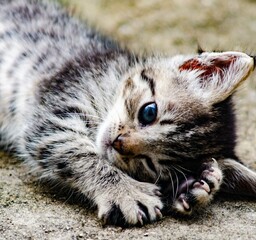 Gato filhote brincando 