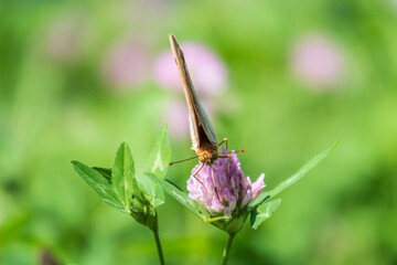 The dark green fritillary butterfly collects nectar on flower. Speyeria aglaja is a species of butterfly in the family Nymphalidae.