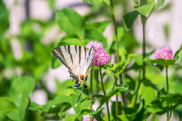 Beautiful Butterfly Scarce Swallowtail, Sail Swallowtail, Pear-tree Swallowtail, Podalirius. Latin name Iphiclides podaliriu. Butterfly collects nectar on flower.
