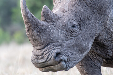 Obraz premium Breitmaulnashorn Portrait