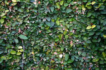 Fototapeta na wymiar Ficus repens or pumila. Wall creeper In love with the wall. Climbing or autonomous plant with evergreen leaves. Nature. Outdoor garden. Gardening.