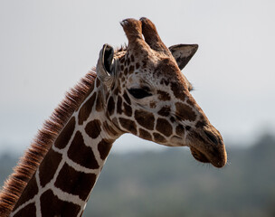 Kopf einer Netzgiraffe