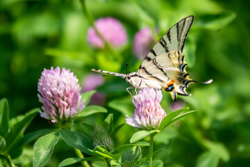 Beautiful Butterfly Scarce Swallowtail, Sail Swallowtail, Pear-tree Swallowtail, Podalirius. Latin name Iphiclides podaliriu. Butterfly collects nectar on flower.