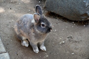 Rabbit on the farm on a hot summer day 