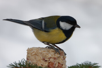 Naklejka premium Great tit feeding on mixture of margarine, oat flakes, and peanuts.