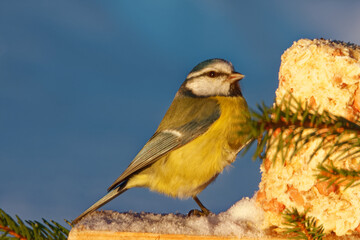 Eurasian blue tit  feeding on mixture of margarine, oat flakes, and peanuts.