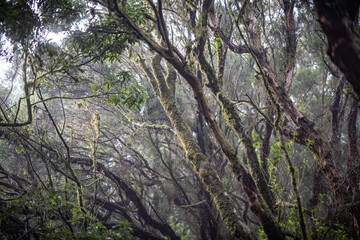 Wald in Teneriffas Norden