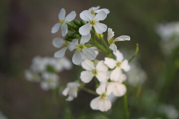 white cherry blossom