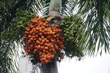 Cyrtostachys renda, also known by the common names red sealing wax palm and lipstick palm, is a...