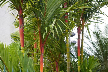 Cyrtostachys renda, also known by the common names red sealing wax palm and lipstick palm, is a palm that is native to Thailand, Malaysia, Sumatra and Borneo in Indonesia. Manaus – Amazonas, Brazil