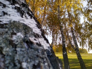 birch trunk with yellow leaves in autumn view from bottom to top. High quality photo