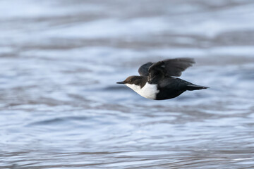 White-throated Dipper