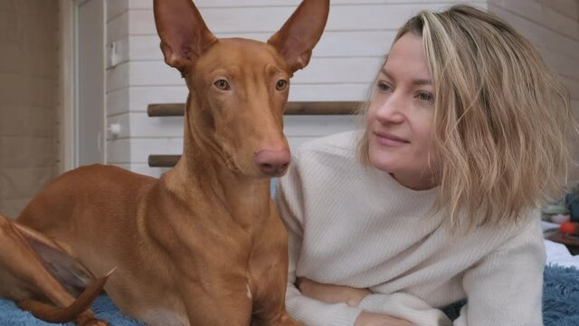 A young woman in warm clothes sits on a bed opposite a window with a pharaoh dog hound. Friendly relations between a person and a pet.