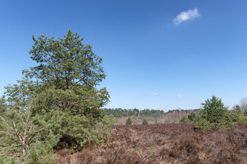 Obraz premium Chanfroy plain in fontainebleau forest