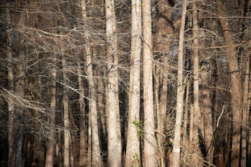 Fototapeta premium forest in winter