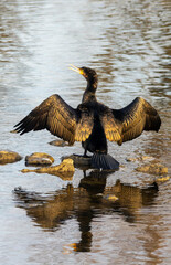 A Cormorant is drying its Plumage at the River Neckar in Heilbronn, Germany, Europe.