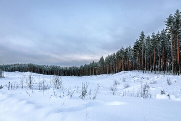 Beautiful winter view of the edge of a pine forest in the forest. Travel concept