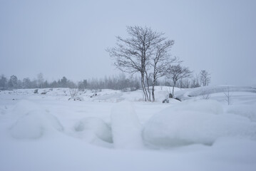 Picturesque winter landscape. Vegetation in harsh cold conditions